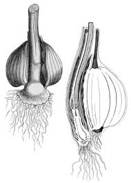 Image result for Camptorrhiza strumosa