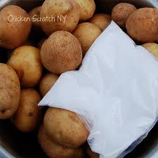 Try growing some yukon gold seed potatoes in your home garden this year! Salt Potatoes
