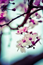 Free download high quality iphone, android + more wallpapers. Nice Wallpaper For Mobile 640x960 Wallpaper Teahub Io