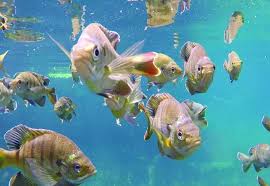 Great place to relax, so peaceful. Rainbow Springs State Park Florida State Parks