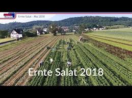 Ernte Salat 2018 Youtube