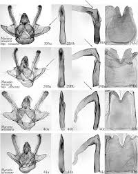 Image result for Macaria fusca