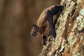 Fledermause Nachtaktive Schadlingsbekampfer Im Garten Fledermaus Garten Fledermauskasten