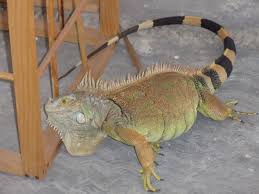 I have a family of these iguanas in my backyard and need to know (1) can i get rid of them and (2) if i can't get rid of them how do i keep them away from my flowering plants. 63 Cozumel Iguanas Ideas Cozumel Iguana Lizard