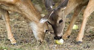 Deer are adapted to eat plants. Do Deer Eat Fruits Bananas Apple Berries Oranges Pears Watermelon