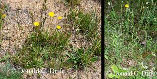 Image result for Hypochaeris