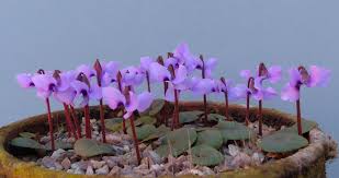 Image result for Cyclamen parviflorum