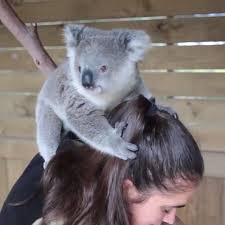 Australia On Instagram Look Out World Imogen Is On The Move This Fluffy Little Koala Has Been Hand Raised By Keepers At S Koala Cuddly Animals Koala Bear