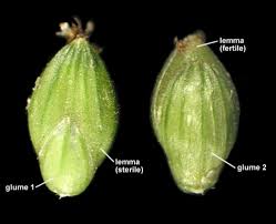 Image result for Setaria restioidea