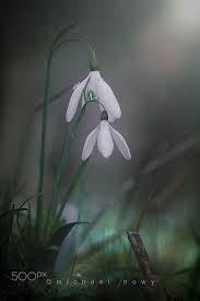 Snowdrops Nature Photographs Nature Wild Flowers