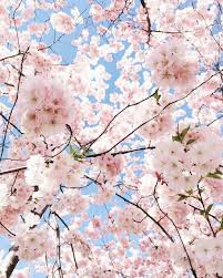 Free website themes & skins created by the stylish community on userstyles.org. Pastel Aesthetic Flower Wallpapers Wallpaper Cave