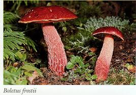 Image result for Boletus speciosus
