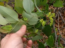 Image result for Smilacaceae