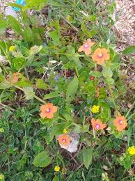 Image result for Lysimachia arvensis