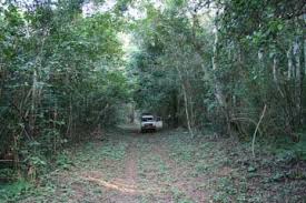 Image result for Dialium holtzii