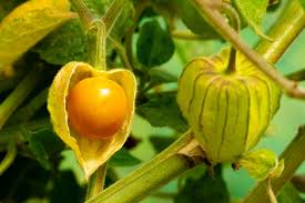 Image result for Physalis peruviana