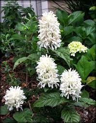 View Picture Of Brazilian Plume Flower White Brazilian Plume White Jacobinia Alba Justicia Carnea At Dave S Garden Flowers White Flowers Tropical Garden
