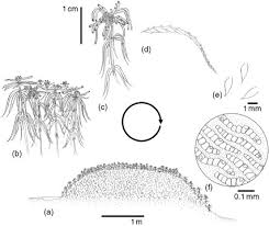 We did not find results for: Bryophyte An Overview Sciencedirect Topics
