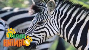 Zebra Animal Videos For Children Kids Toddlers Preschool And Kinderg Animals For Kids Animal Tv Animals