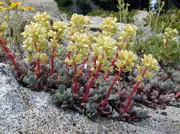 Image result for Sedum ruwenzoriense