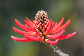 Image result for Erythrina