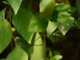 Image result for Teramnus