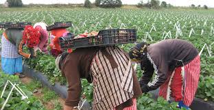 Vous rêvez de continuer vos études ou de travailler en espagne pour améliorer vos conditions de vie et chercher d'autres perspectives, il est très essentiel de se référer à un guide complet de l'espagne. Depart En Avril Des Ouvrieres Agricoles Autorisees A Travailler En Espagne H24info