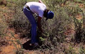 Image result for Putterlickia verrucosa