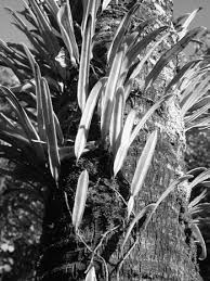 Image result for Vittaria volkensii