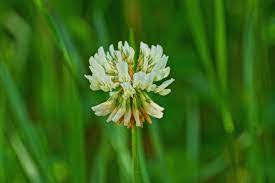Weeds with white flowers in michigan. How To Identify Lawn Weeds Learn About Common Weeds