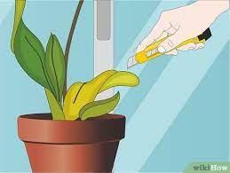 How to care for orchids in the house. How To Care For Orchids 14 Steps With Pictures Wikihow