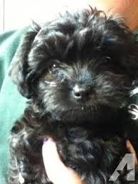 Black And White Yorkie Poo Yorkie Poos Yorkie Poo For Sale Yorkie Poo Black Yorkie Poo