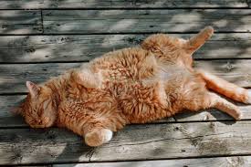 Sinks, bathtubs, litter pans, potted houseplants, shady tile floors or parked in. Do Cats Sweat The Answer Might Surprise You The Dog People By Rover Com
