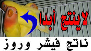 كيف نعرف أن طائر الغندور مريض الفيشر والروز محترف الطيور