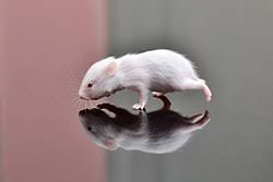 For more breeders near you check: Syrian Hamster Breeding Wikipedia