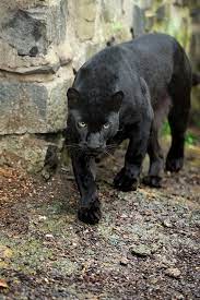 We did not find results for: Jaguar Leopard Or Panther What S The Difference