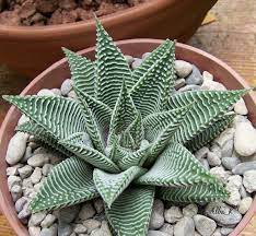 Download and use 2,000+ cactus stock photos for free. Haworthia Limifolia Var Striata Rare Succulent White Stripes On Dark Green Leaf Sun Or Part Shade Ok Succulents Planting Succulents Cacti And Succulents