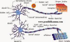 Sistem saraf hewan berasal dari namanya dari saraf, yang mana merupakan bundel silinder serat yang keluar dari otak dan central cord, dan cabang pada tingkatan paling dasar, fungsi sistem saraf adalah untuk mengirimkan sinyal dari 1 sel ke sel lain, atau dari 1 bagian tubuh ke bagian tubuh lain. 4 Jenis Jaringan Pada Hewan Lengkap