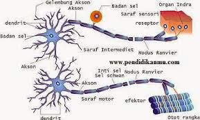 Seperti terlihar pada perbandingan gambar berikut 4 Jenis Jaringan Pada Hewan Lengkap