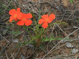 Image result for Tricliceras lobatum