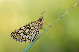 Image result for Heteropterus morpheus