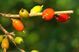 Image result for Coffea racemosa