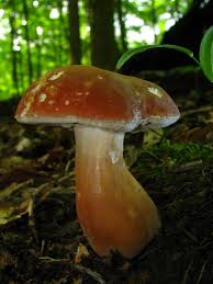 Image result for Xanthoconium sp.
