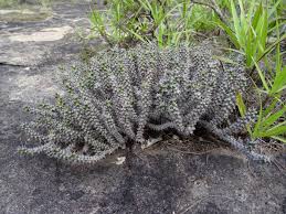 Image result for Euphorbia corniculata