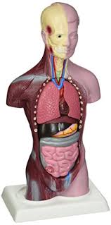 We did not find results for: Budget Little Joe Anatomical Torso With Both Muscular And Surface Skin By Anatomical Chart Company Buy Online In Botswana At Botswana Desertcart Com Productid 9338861