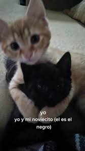 Amor por los Michis: Gatitos Tiernos y Lindos
