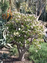 Image result for Crassula lanceolata