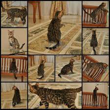 Find bengal from a vast selection of cat supplies. D Maya Cattery Bengal Cats Malaysia Home Facebook