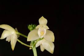 Image result for Ottelia kunenensis