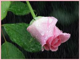 صور مطر الشتاء صور أمطار متحركة أجمل خلفيات للمطر فى الشتاء أمطار متحركة 2019 Flowers Beautiful Roses Rose